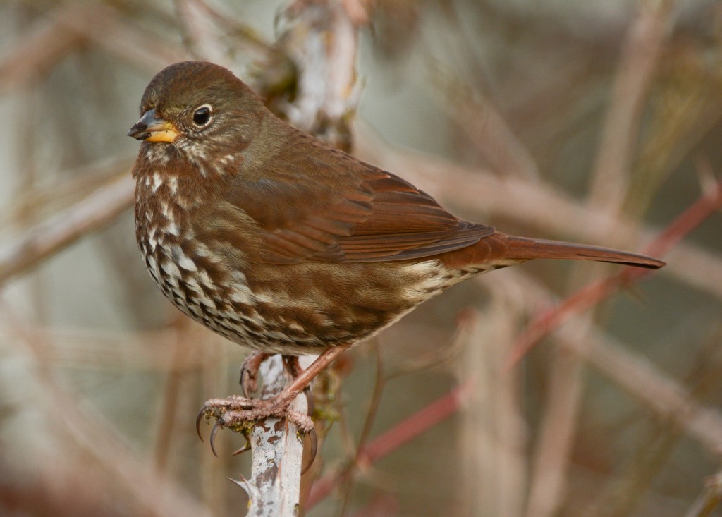 Sparrow, Fox 20150129-06