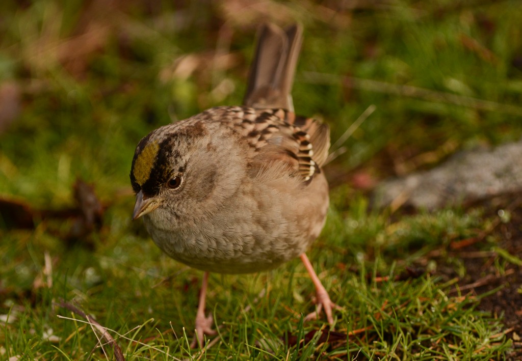 Sparrow, Golden-crowned 20150129-07
