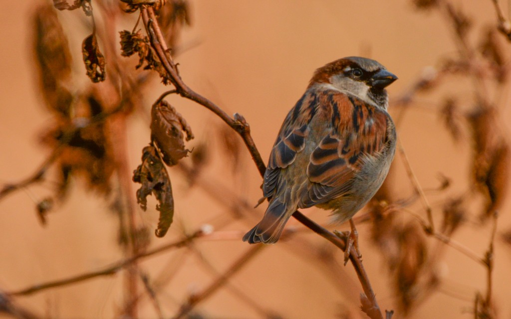 Sparrow, House 20150130-02