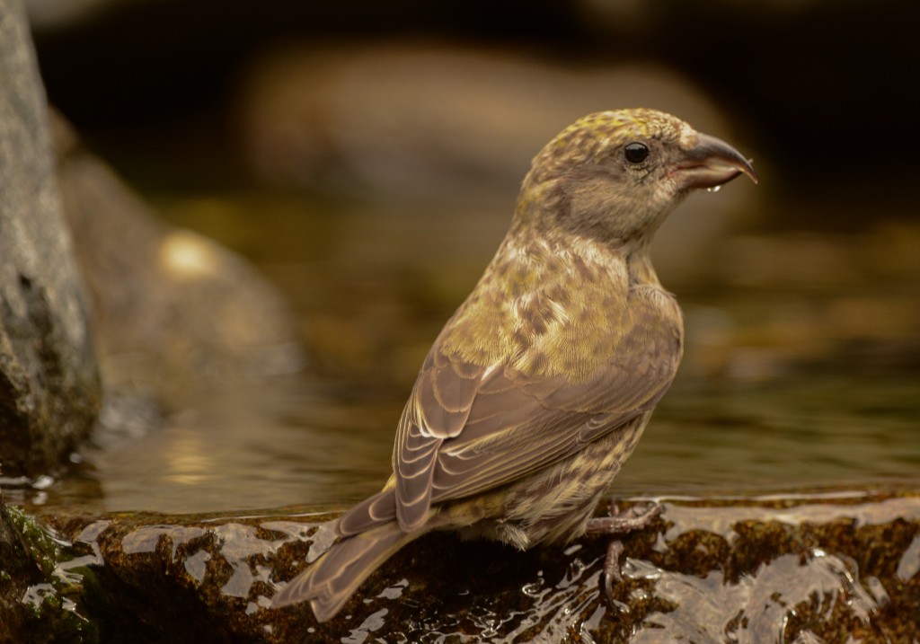 Crossbill, Red 20150312-02