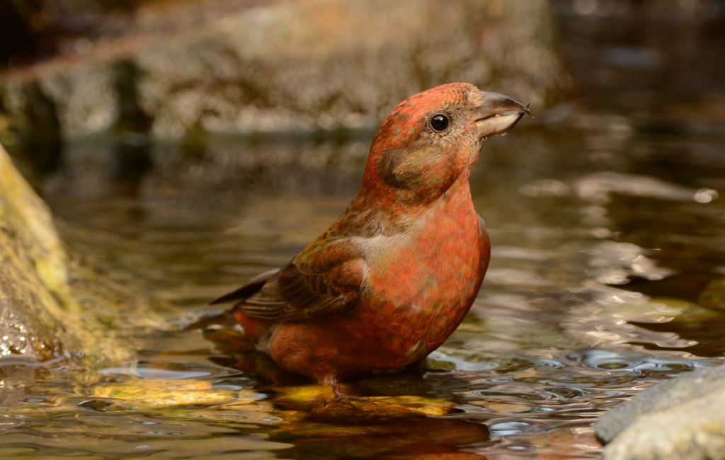 Crossbill, Red 20150313-01