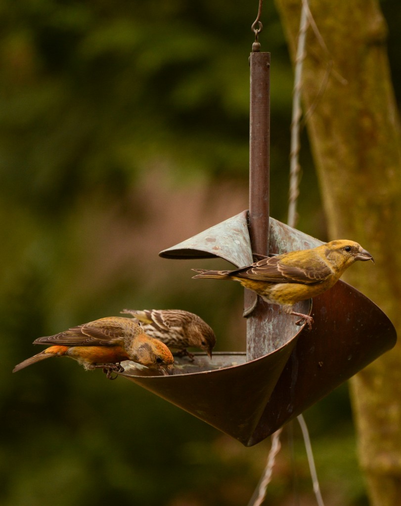 Crossbill, Red 20150313-07