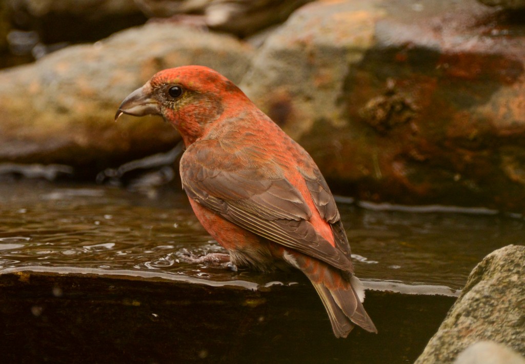 Crossbill, Red 20150313-09