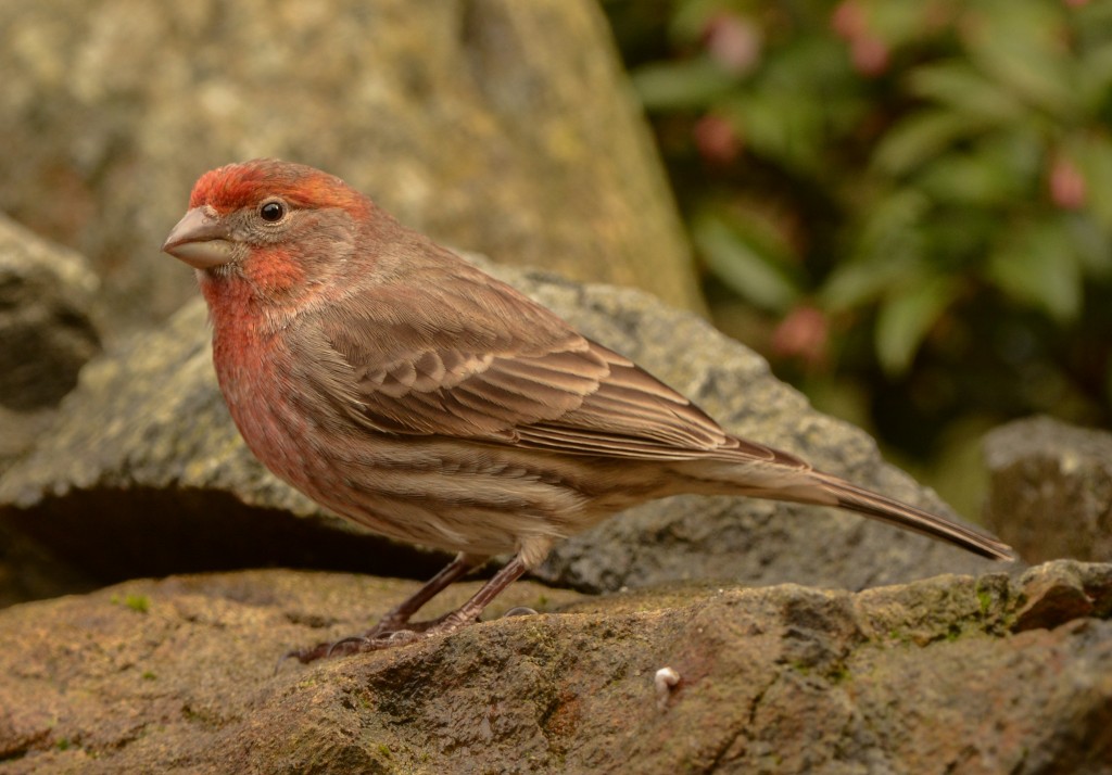 Finch, House 20150312-03