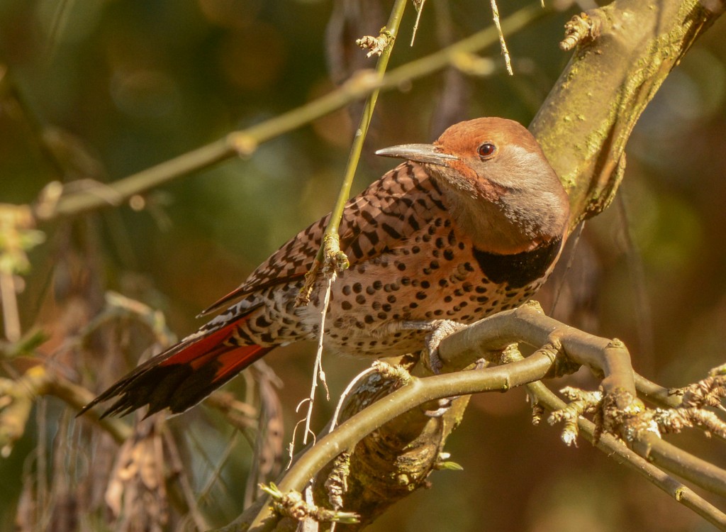 Flicker, Northern 20150313-04