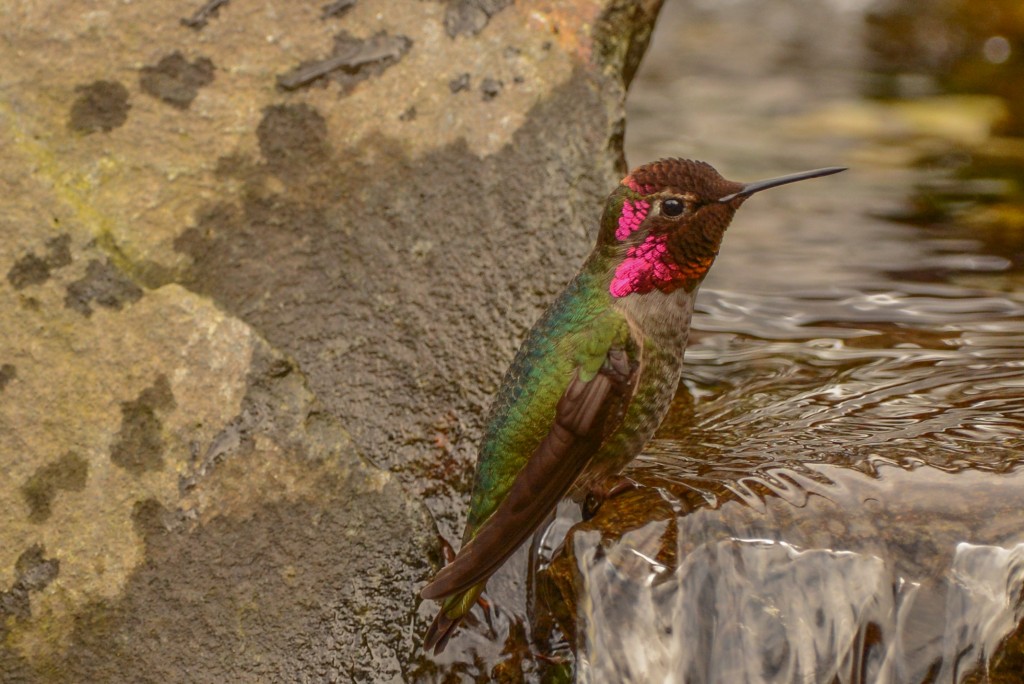 Hummingbird, Anna's 20150317-03