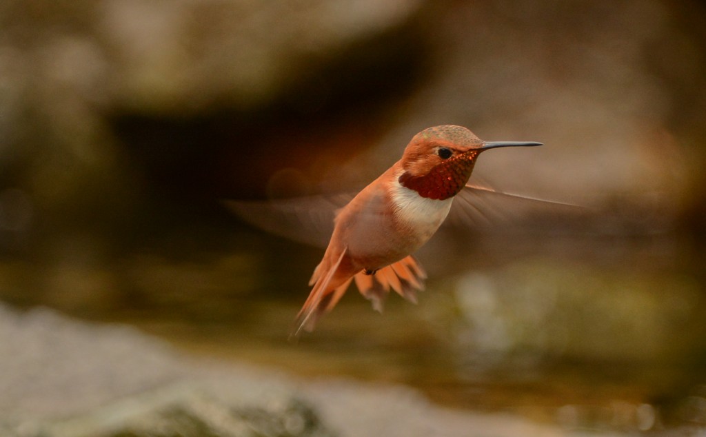 Hummingbird, Rufous 20150317-01