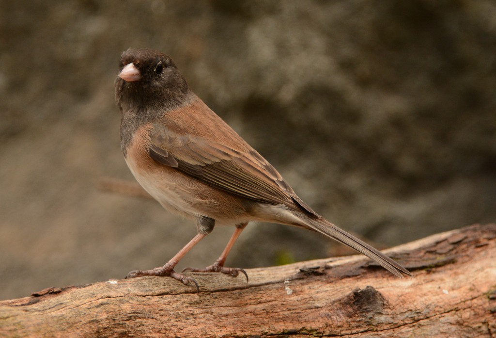 Junco, Dark-eyed - Oregon 20150311-02