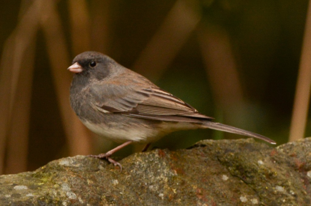 Junco, Dark-eyed - possibly Slate-colored 20150311-02