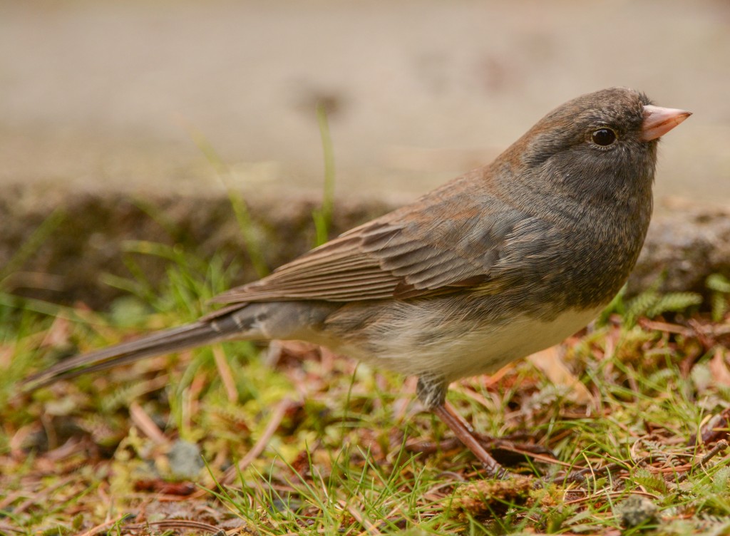 Junco, Dark-eyed - possibly Slate-colored 20150311-05