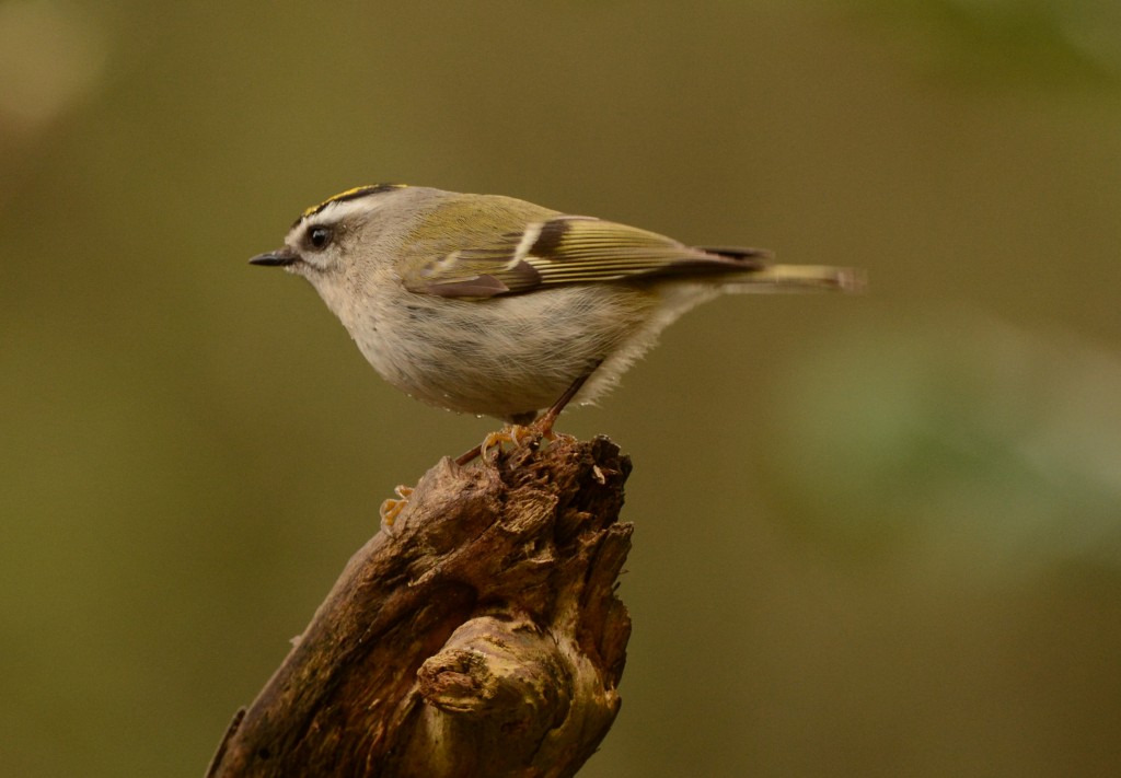 Kinglet, Golden-crowned 20150317-01