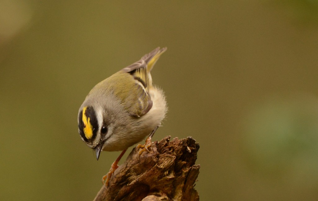 Kinglet, Golden-crowned 20150317-03