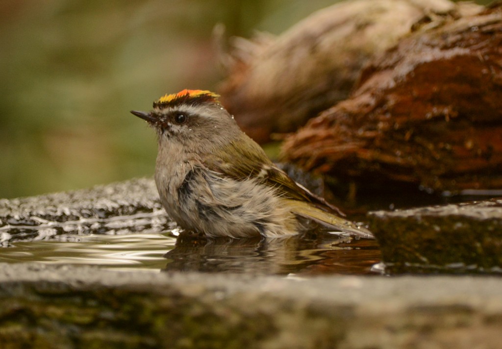 Kinglet, Golden-crowned 20150317-05