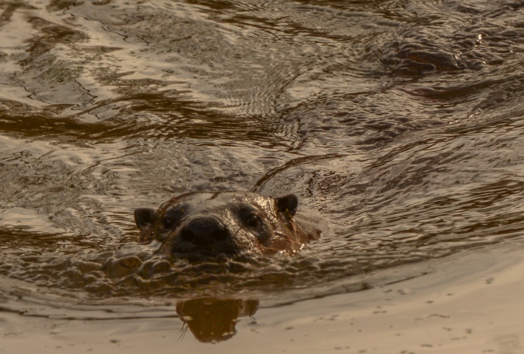 Otter, River 20150226-14