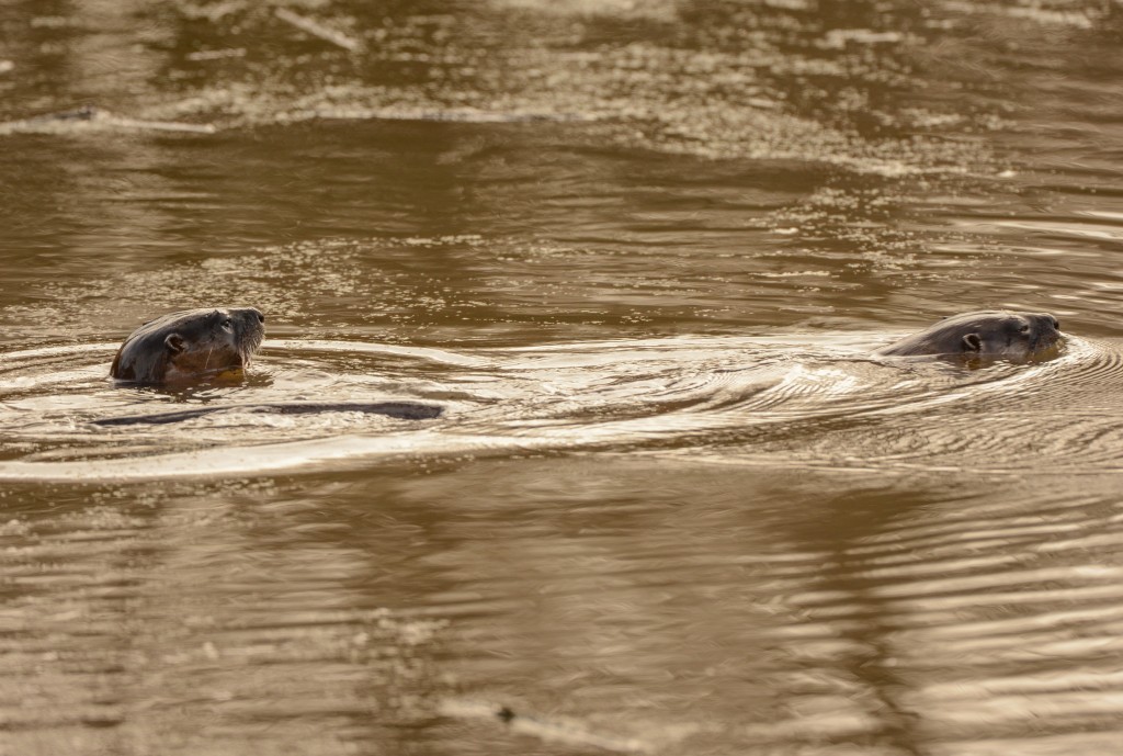 Otter, River 20150226-15