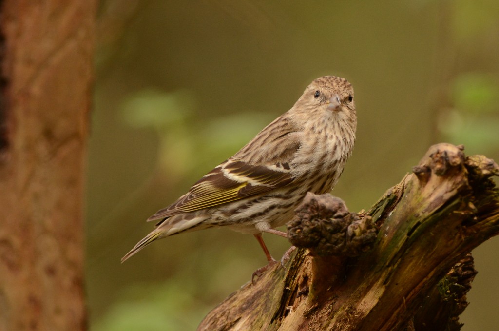 Siskin, Pine 20150317-02