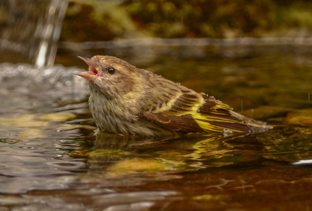 Siskin, Pine 20150317-06