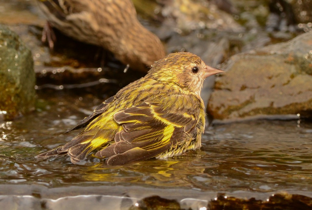 Siskin, Pine 20150317-13