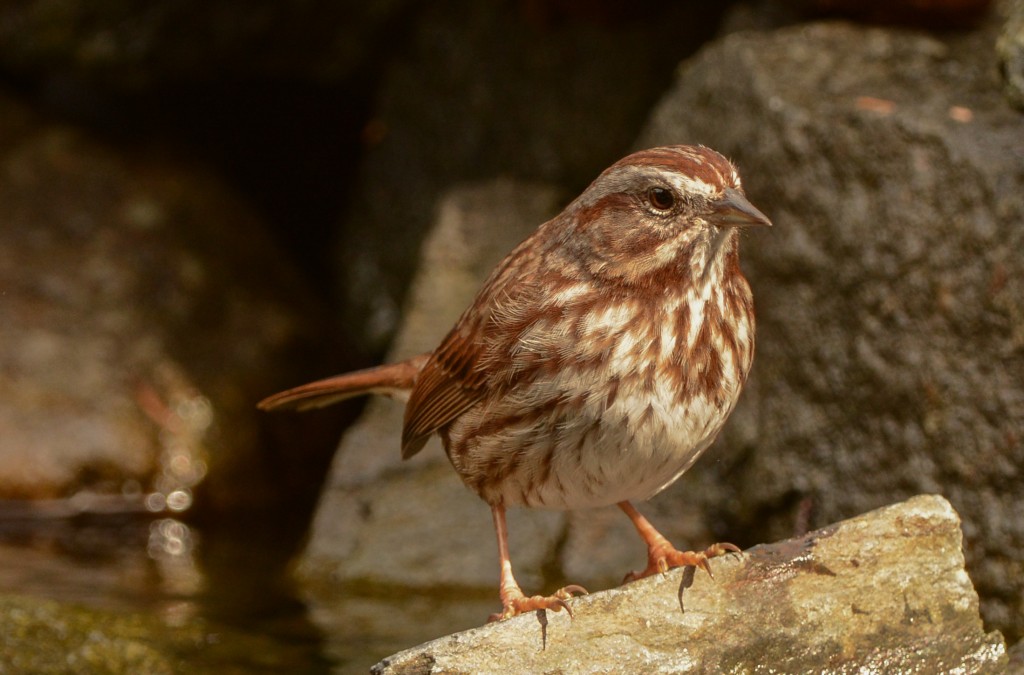 Sparrow, Song 20150317-02