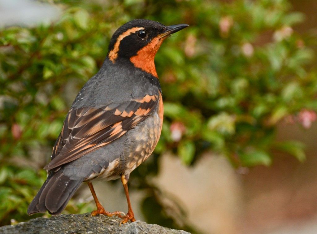 Thrush, Varied 20150312-02