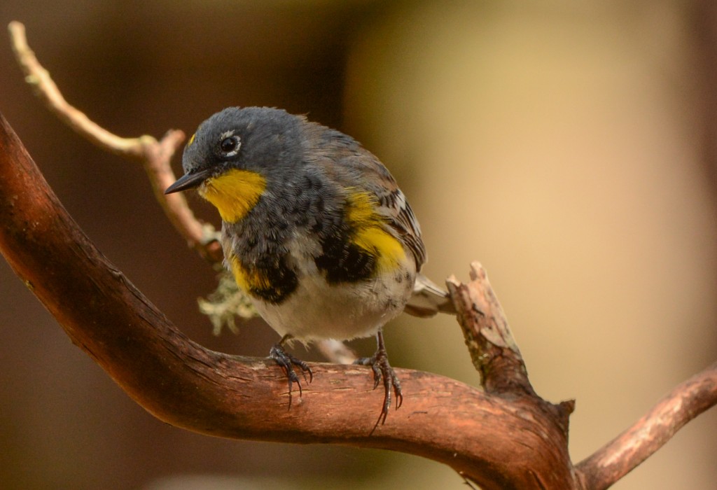 Warbler, Yellow-rumped - Audubon 20150313-07