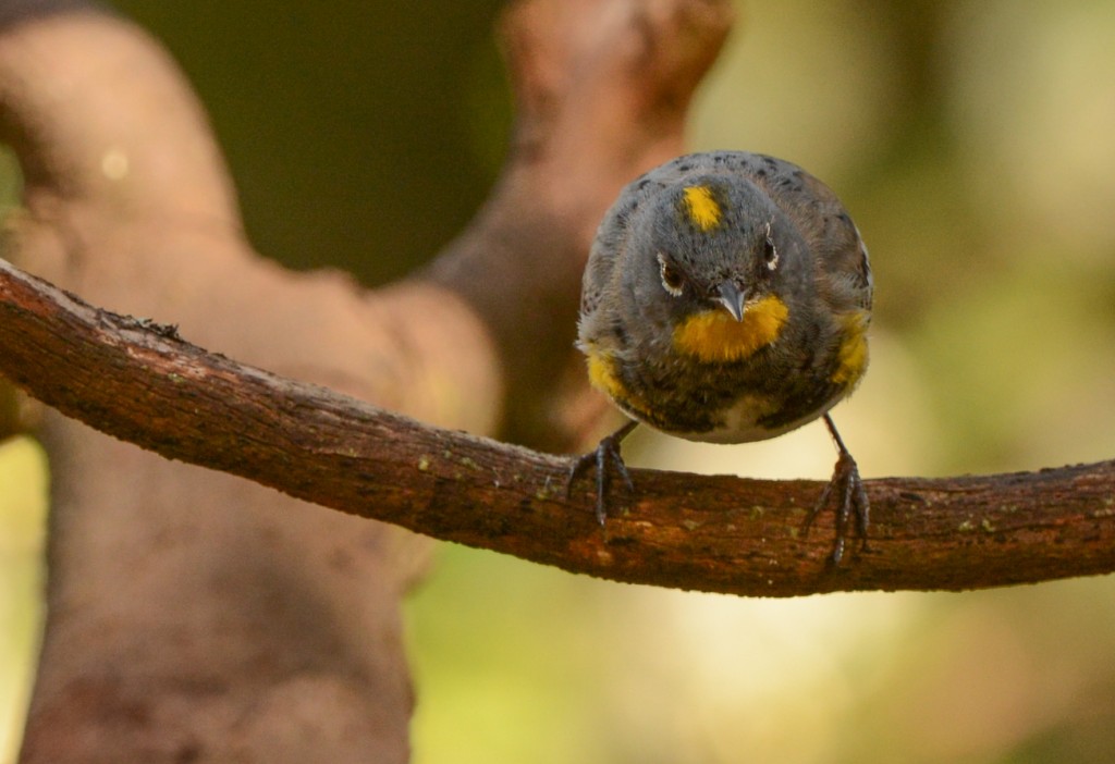 Warbler, Yellow-rumped - Audubon 20150313-10