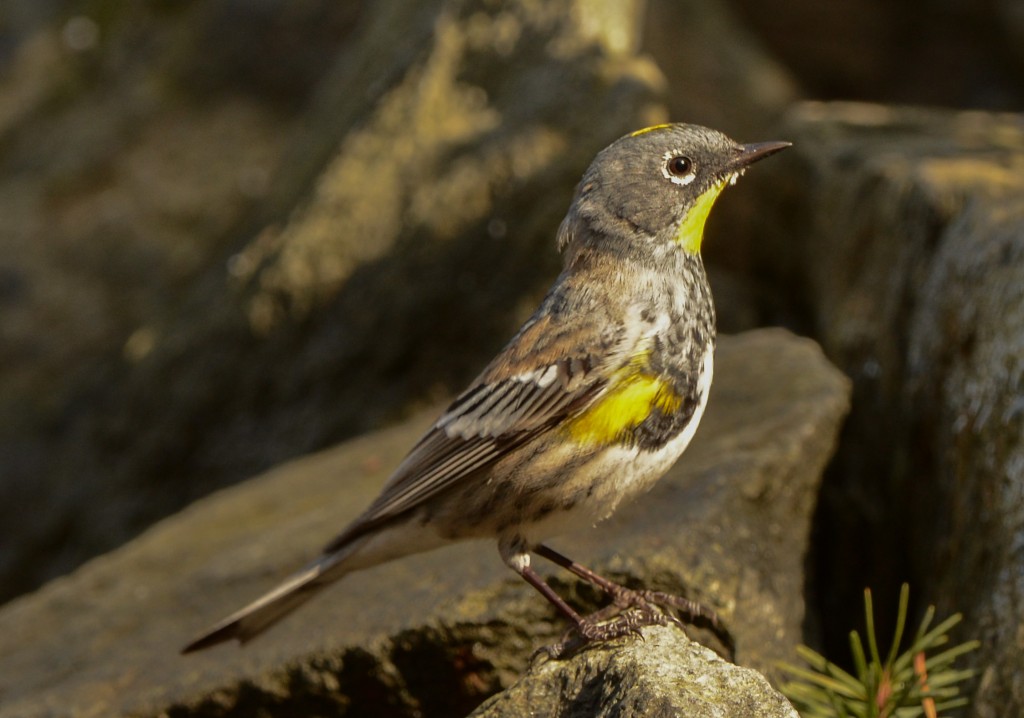 Warbler, Yellow-rumped - Audubon 20150313-13