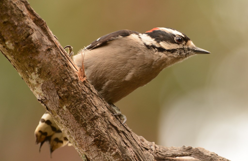 Woodpecker, Downy 20150313-01