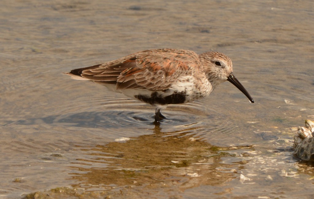 Dunlin 20150414-11