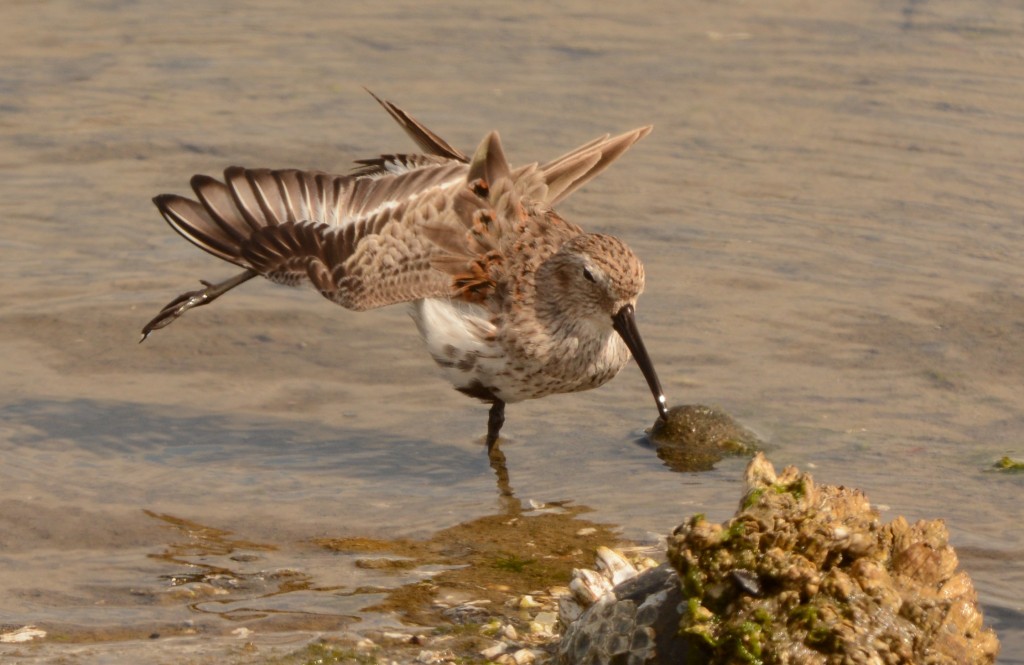 Dunlin 20150414-12