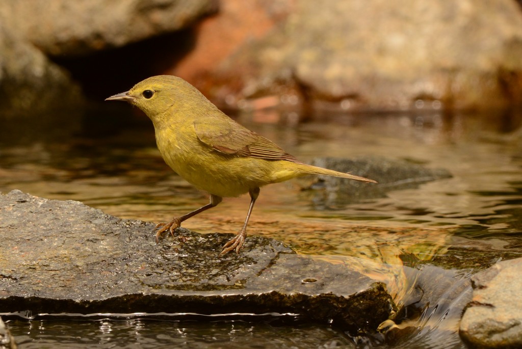 Warbler, Orange-crowned 20150421-07