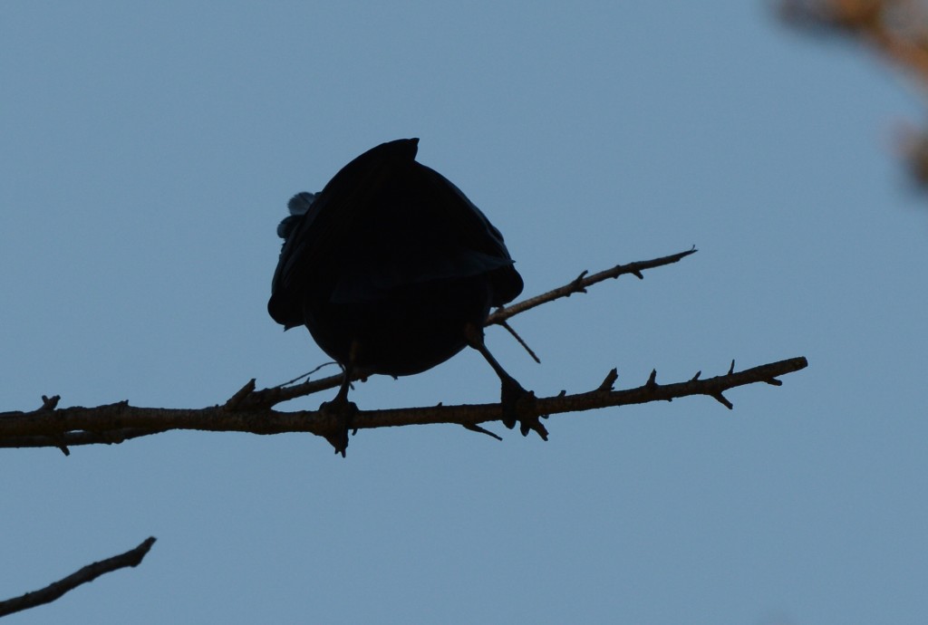 crow with nesting material 20150409-01