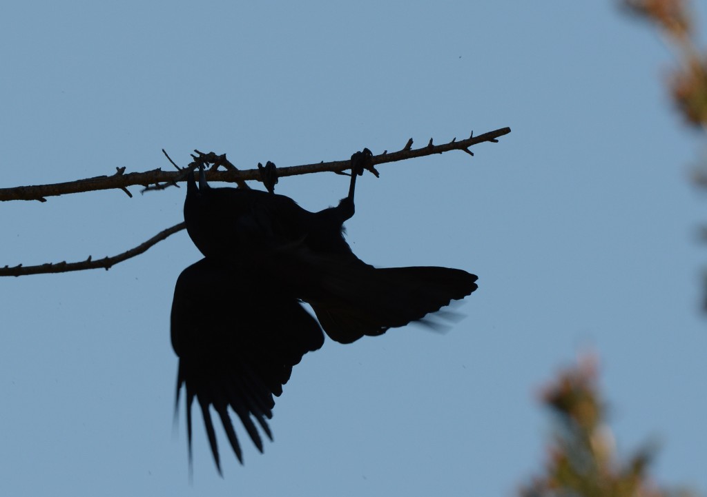 crow with nesting material 20150409-02