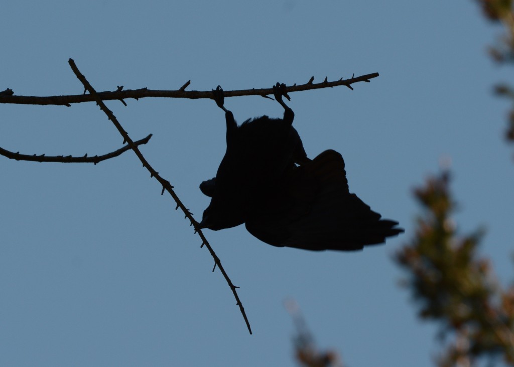 crow with nesting material 20150409-03