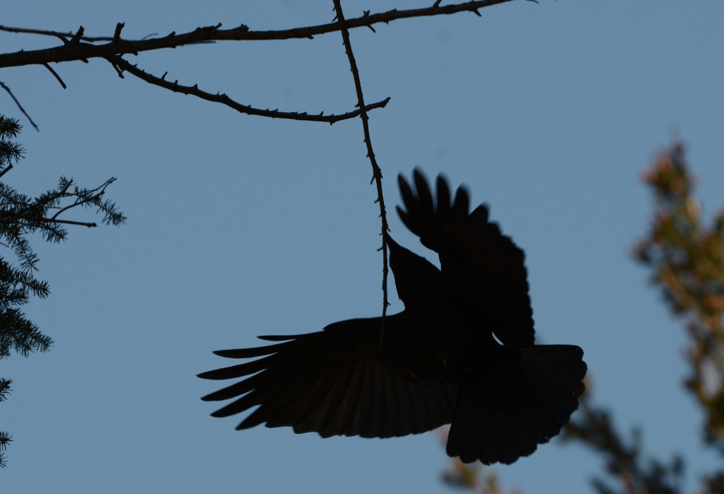 crow with nesting material 20150409-05