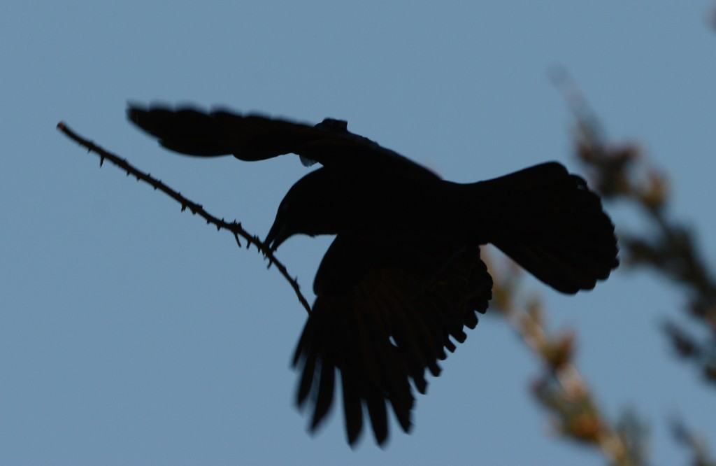 crow with nesting material 20150409-06