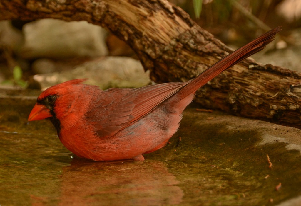 Cardinal, Northern 20150504-06