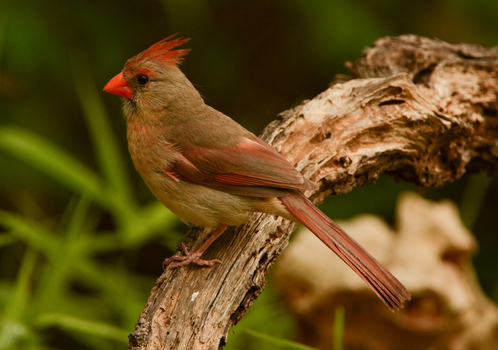 Cardinal, Northern 20150504-08