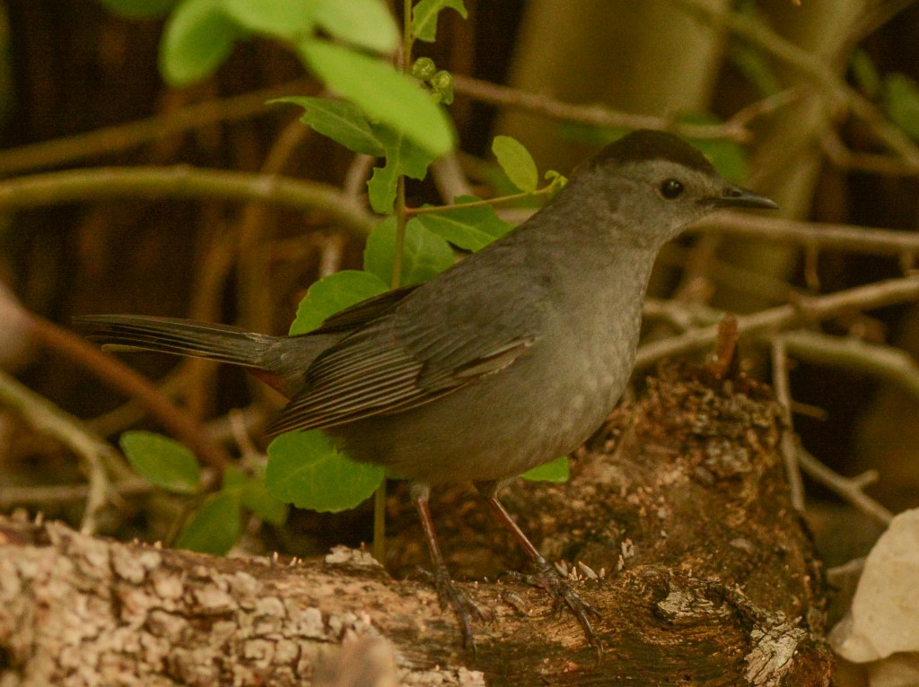 Catbird, Gray 20150506-04