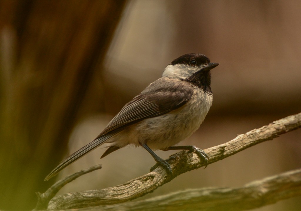 Chickadee, Carolina 20150506-03