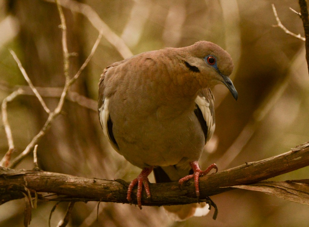 Dove, White-winged 20150505-04