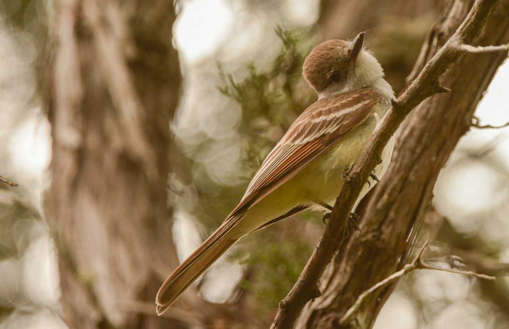 Flycatcher, Ash-throated 20150505-10