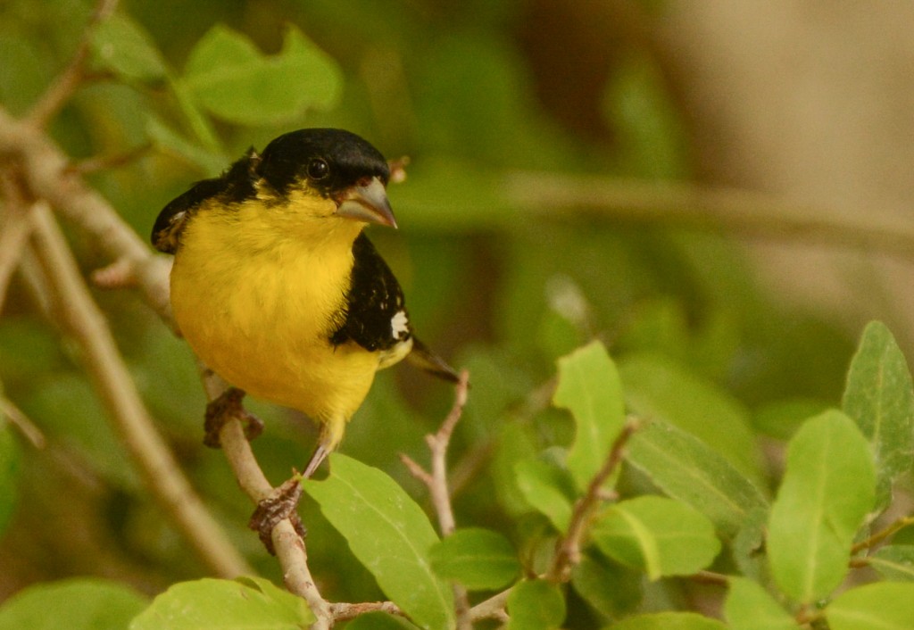 Goldfinch, Lesser 20150505-05