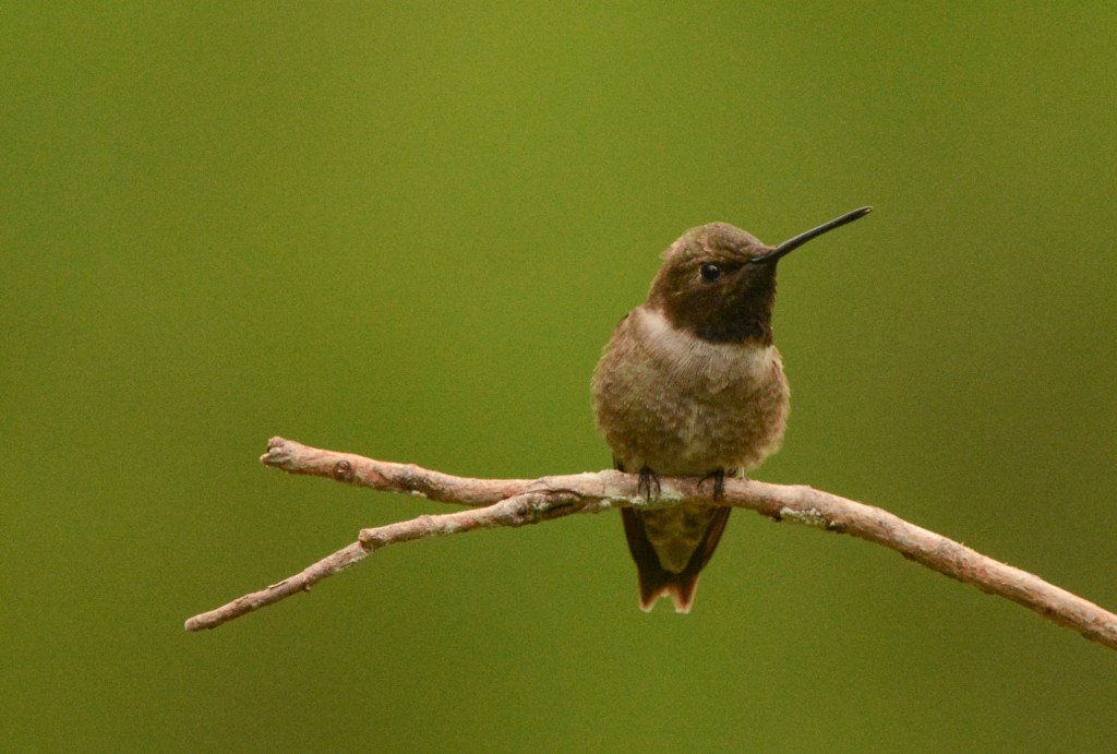 Hummingbird, Black-chinned 20150505-04