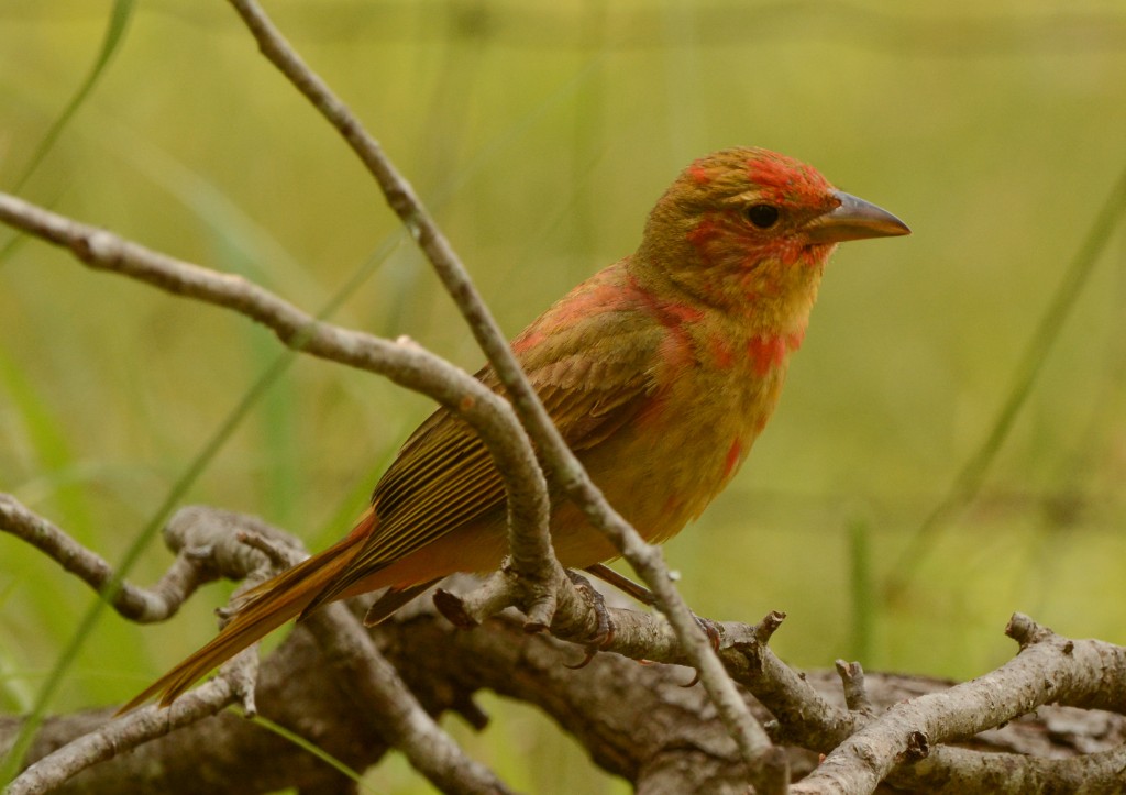 Tanager, Summer 20150504-12