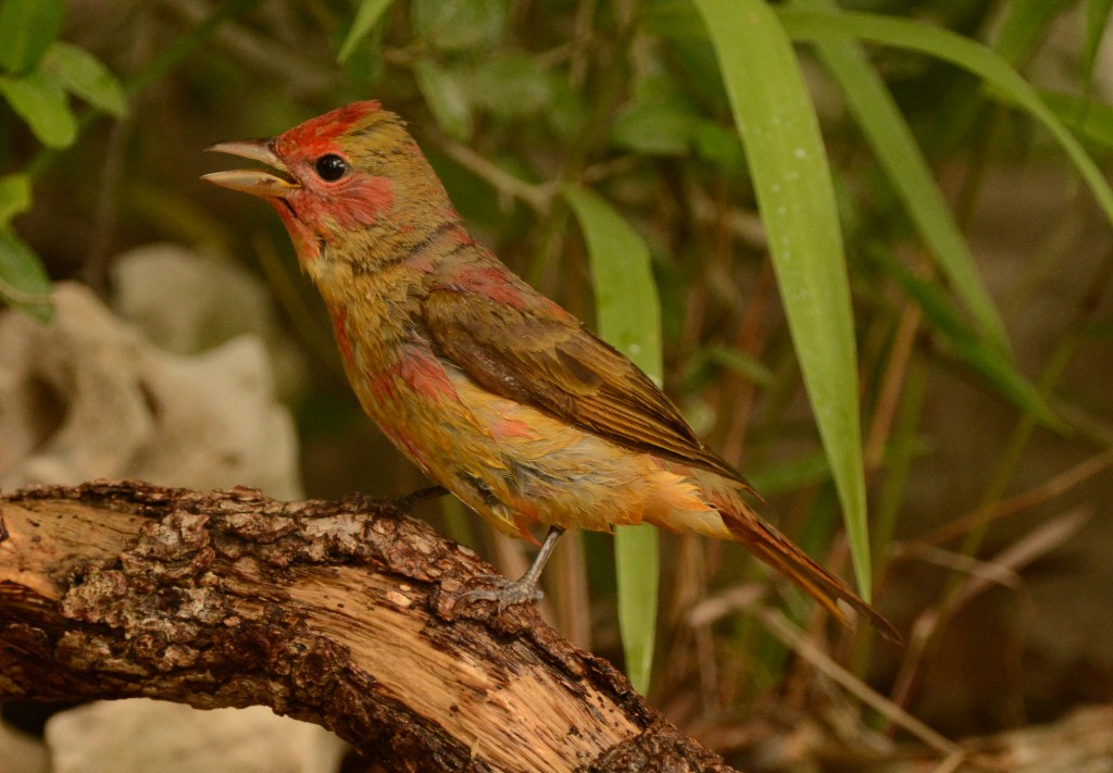 Tanager, Summer20150505-10