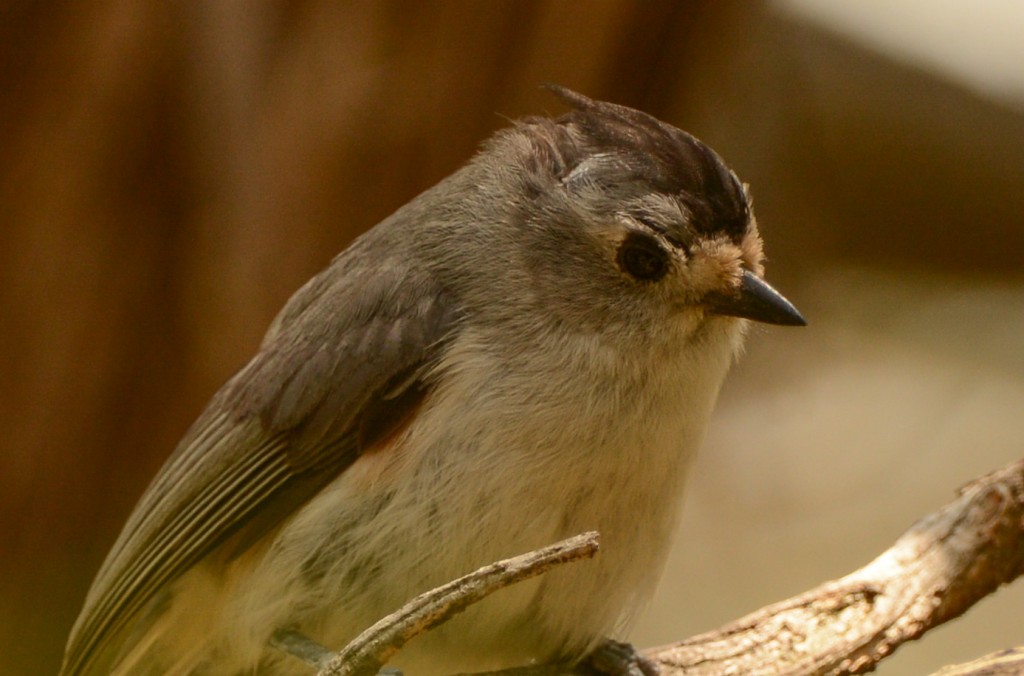 Titmouse, Black-crested 20150506-03