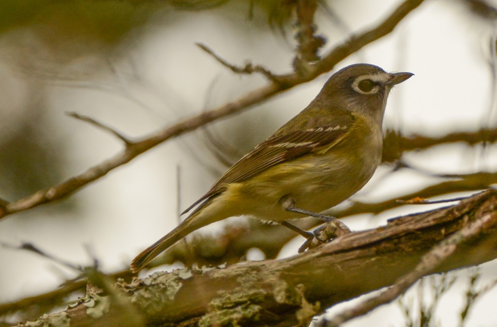 Vireo, 20150504-09