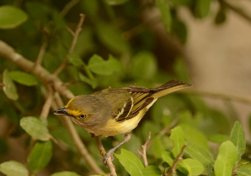 Vireo, White-eyed 20150504-05