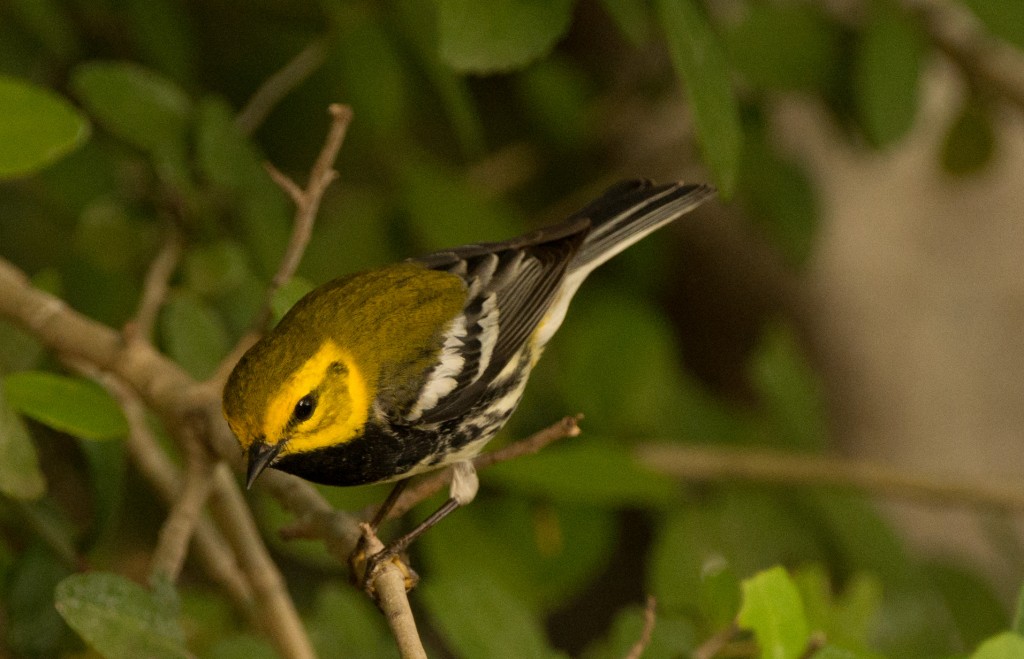 Warbler, Black-throated Green 20150506-01